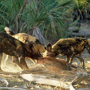 Wild Dogs - feeding frenzy