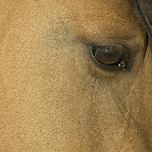 Wild / Feral Horse - close-up of eye - Western U. S. - Summer _D2A4668