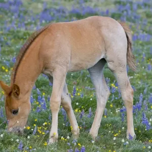 Wild / Feral Horse - colt feeding - Western U. S. - Summer _D3C9738 Wild / Feral Horse - colt feeding - Western U. S. - Summer _D3C9738