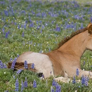 Wild / Feral Horse - colt resting among wildflowers - Western U. S. - Summer _D3C9723