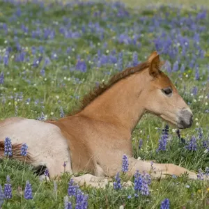 Wild / Feral Horse - colt resting among wildflowers - Western U. S. - Summer _D3C9723 Wild / Feral Horse - colt resting among wildflowers - Western U. S. - Summer _D3C9723