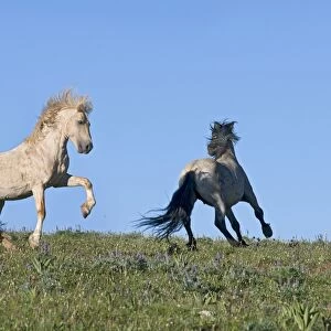 Wild / Feral Horse - dominance behavior between stallions - Western U. S. - Summer _D3C8667