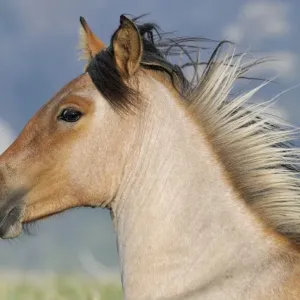 Wild / Feral Horse - two year old mare - Western U. S. - Summer _D3C5508 Wild / Feral Horse - two year old mare - Western U. S. - Summer _D3C5508