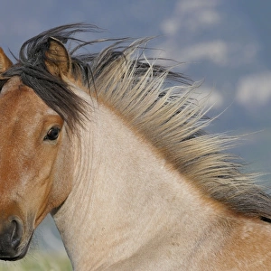 Wild / Feral Horse - two year old mare - Western U. S. - Summer _D3C5494