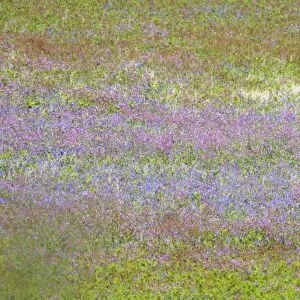 Wild flower meadow - Skomer - UK 007589