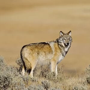 Wild Grey Wolf - about 6 months old - Yellowstone National Park - Wyoming - USA _D3D3390