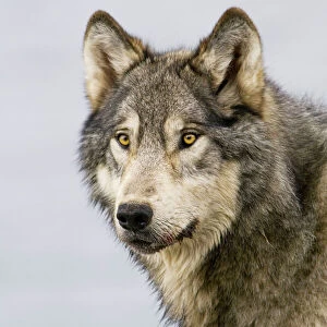 Wild Grey Wolf - autumn - Greater Yellowstone Area - Wyoming - USA _C3C0069