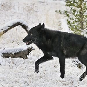 Wild Grey Wolf - black color phase - walking in snow in autumn - Greater Yellowstone Area - Wyoming - USA _C3B9333