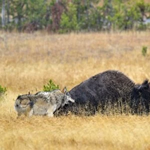 Wild Grey Wolf - trying to take down a Bison cow - Autumn - Yellowstone National Park - Wyoming - USA _D3D3162