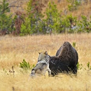 Wild Grey Wolf - trying to take down a Bison cow - Autumn - Yellowstone National Park - Wyoming - USA _D3D3210