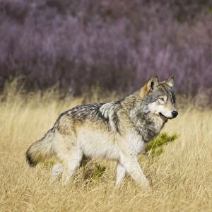 Wild Grey Wolf - walking through grass - Autumn - Greater Yellowstone Ecological Area - Yellowstone National Park - Wyoming - USA _CXA3784