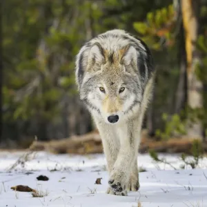 Wild Grey Wolf - walking in snow in autumn - Greater Yellowstone Area - Wyoming - USA _C3B9796