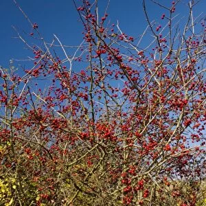 Wild hawthorn Crataegus monogyna in fruit - haws - in autumn. Romania
