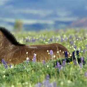 Wild Horse - colt rests among lupine and bistort wildflowers. Summer. Montana USA WH199