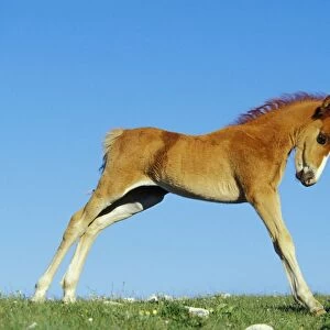 Wild Horse - Colt stretching after getting up from nap Summer Western USA WH450