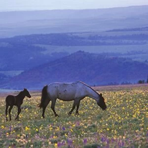 Wild Horse - Mare with young colt feed among field of wildflowers, Summer Western USA WH410