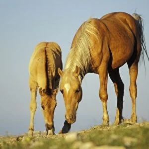 Wild Horse - Mare with young colt in field of wildflowers, Summer Western USA WH412