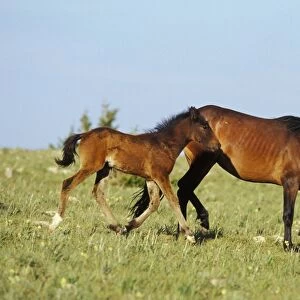 Wild Horse - Mare with young colt in field of wildflowers, Summer Western USA WH363