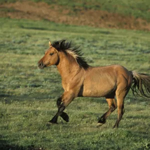 Wild Horse - Stallion running across high mountain meadow Summer Pryor Mountains, Montana, USA WH257