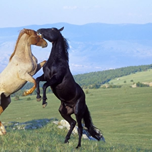 Wild Horses - Two stallions in dominance conflict Summer Pryor Mountain Wild Horse Refuge, Montana, USA WH385