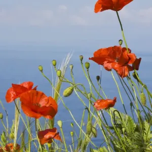 Wild Poppy or Field Poppy (Papaver rhoeas) against sea and sky; Mani Peninsula, Peloponnese, south Greece