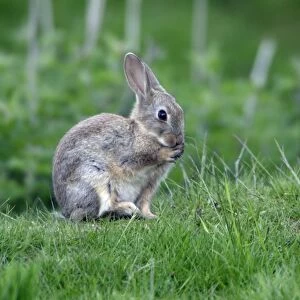 Wild Rabbit-animal sitting cleaning its paws, Northumberland UK