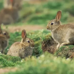 Wild Rabbit USH 270 At warren Oryctolagus cuniculus &copy; Duncan Usher / ardea. com