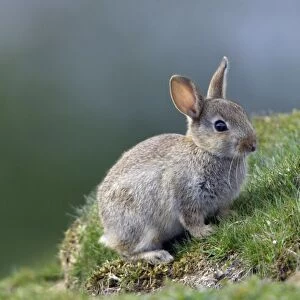 Wild Rabbit-young animal alert, Northumberland UK