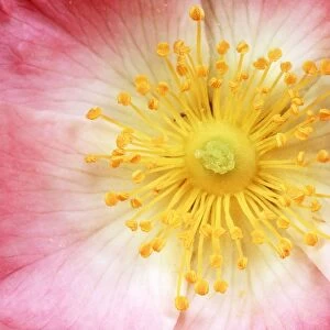 WILD ROSE - close-up centre of flower