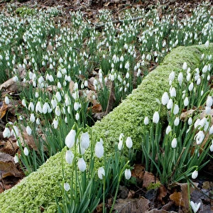 Wild Snowdrops (Galanthus nivalis) in a valley near Timberscombe on Exmoor, Somerset. Possible native site