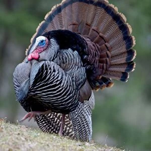 Wild Turkey - male - In Springtime display - Widespread in the U. S. and Mexico - reintroduced in much of former range - largest gamebird in North America - birds of the open forest - forage mostly on the ground for seeds - nuts - acorns - insects
