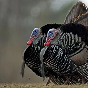 Wild Turkey (Meleagris gallopavo) - Males in display - New York - Widespread in the U. S. and Mexico - reintroduced in much of former range - largest gamebird in North America - birds of the open forest - forage mostly on the ground for seeds - nuts