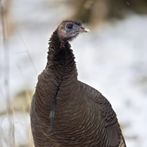 Wild Turkey - In snow, New York - Widespread in the U. S. and Mexico - reintroduced in much of former range - largest gamebird in North America - birds of the open forest - forage mostly on the ground for seeds - nuts - acorns - insects - females