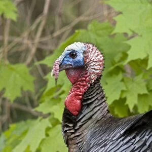 Wild Turkey - Tom or male - May in Connecticut USA