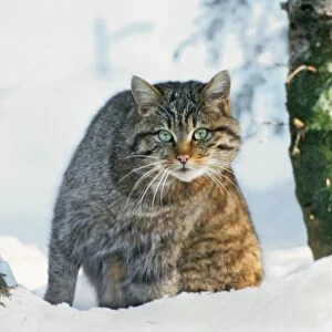 Wildcat / Wild Cat - in snow - Germany
