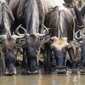 Wildebeest - drinking Grumeti River, Serengeti National Park, Tanzania, Africa