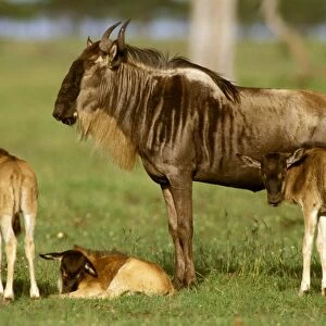 Wildebeest - female with three calves - Masai Mara National Reserve - Kenya JFL13791