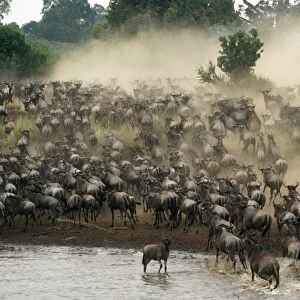 Wildebeest / Gnu - migration - Maasai Mara - Kenya - Africa