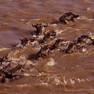 Wildebeest - swimming across river during migration, Masai Mara National Reserve, Kenya JFL03350