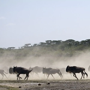 Wildebeests - On migration - Between Serengeti and Ndutu - Ngorongoro Conservation Area - Tanzania - Africa