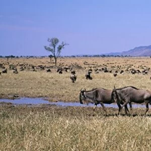 Wilderbeest - Maasai Mara National Park, Kenya, Africa