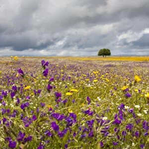 Wildflower Meadow - Malpartida de Caceres - Extremadura - Spain