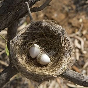 Willie Wagtail nest and eggs At Mt Barnett, Gibb River Road, Kimberley, Western Australia