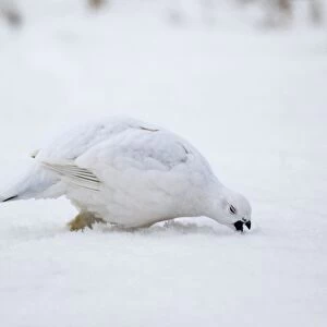 Willow Ptarmigan - winter plumage Alaska