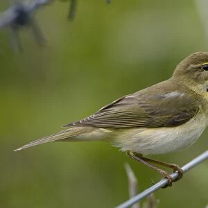 Willow Warbler - in song - Oxfordshire - UK - April