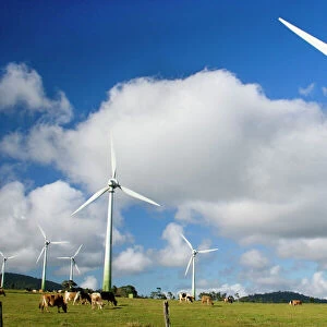 Wind power plant - wind turbines of Windy Hill Wind Farm in the Atherton Tablelands. Cattle is grazing peacefully between the massive power generators. This area is cleverly used as both