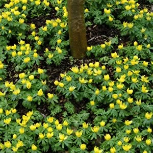 Winter aconite - Kent garden. The flower is stalkless and cup-shaped with a clump-forming tuber. Flowering from late winter to early spring. February