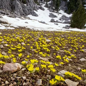 Winter Aconite - in the large-flowered form known as Eranthis cilicicus, at the snow-line in the Taurus Mountains, Turkey