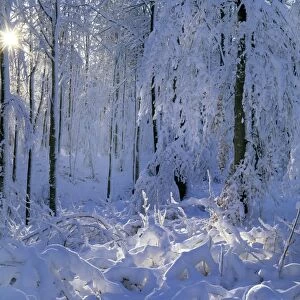 Winter forest deeply snow covered trees and branches in forest with winter sun shining through Baden-Wuerttemberg, Germany