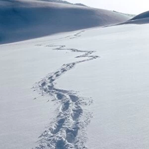 Winter landscape with footprints in snow / Hautes fagnes / Belgium